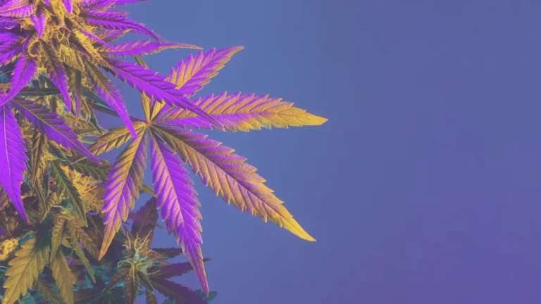 Ueber Hazefly Cannabis Blatt Beitragsbild