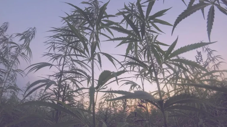 cannabis-landrassen-beispielbild